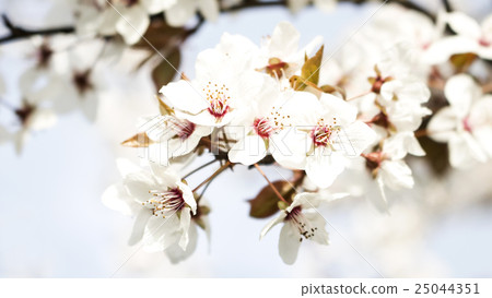 Blooming tree Blooming tree 25044351
