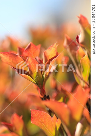 Enkianthus campanulatus starting to change color - Autumn foliage season Enkianthus campanulatus starting to change color - Autumn foliage season 25044701