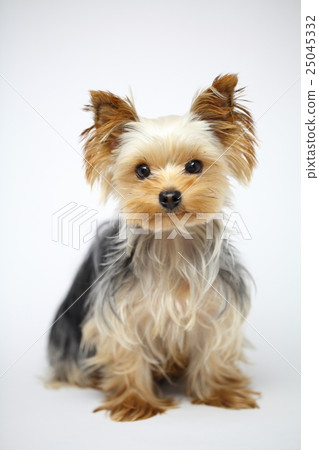 Yorkshire Terrier Yorkshire Terrier 25045332