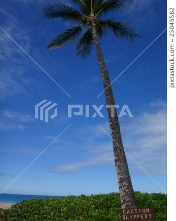 夏威夷海島棕櫚樹 - 在Mauna Lani海灘 25045582