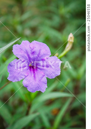 Purple flowers or Ruellia tuberosa Linn, Toi ting. 25046558
