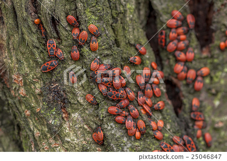 A group of firebugs 25046847