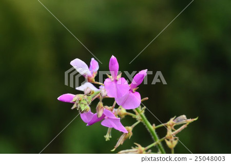 Alecid nisubitohagi 25048003