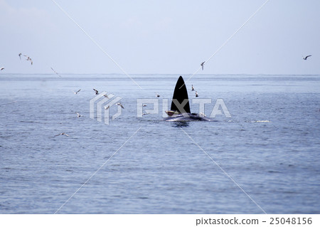 whales eating Anchovy fish 25048156