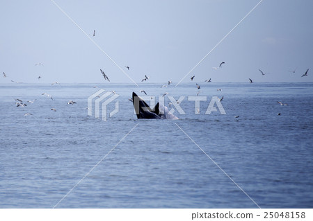 whales eating Anchovy fish whales eating Anchovy fish 25048158