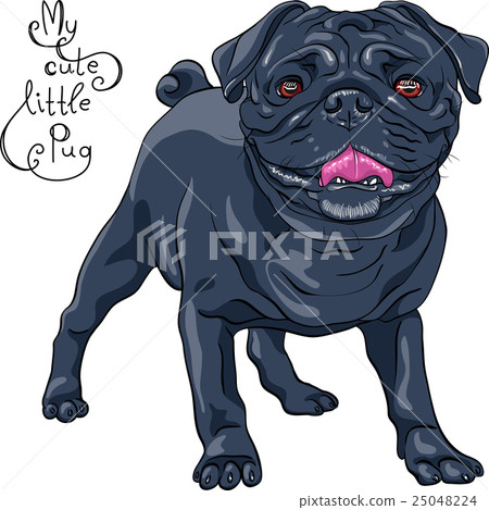 vector sketch cute dog black pug breed vector sketch cute dog black pug breed 25048224