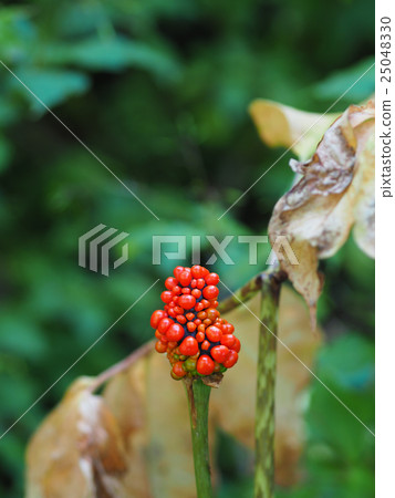 Red fruit of Mom's Shiga 25048330