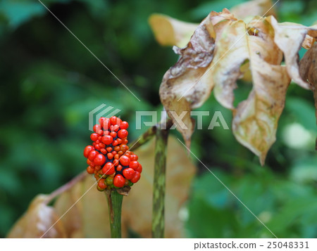 Red fruit of Mom's Shiga 25048331