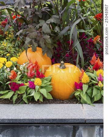 A big pumpkin A big pumpkin 25048907