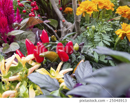 胡椒裝飾 25048913