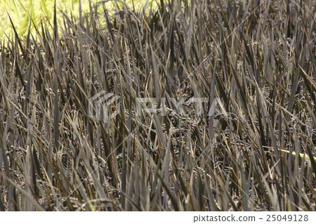 黑米和米為米領域藝術 25049128