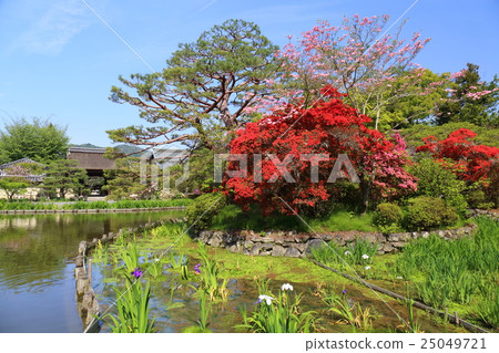 京都Umehimi神社初夏 京都Umehimi神社初夏 25049721