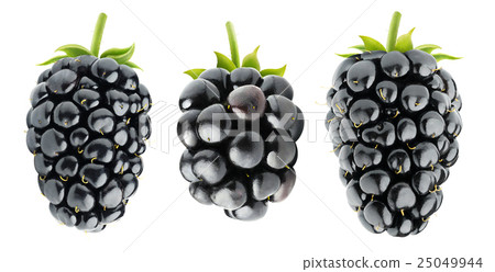 Three isolated blackberries Three isolated blackberries 25049944
