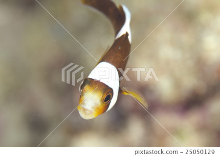 Touaka Anemonefish Touaka Anemonefish 25050129