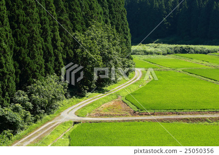 夏山ri 夏山ri 25050356