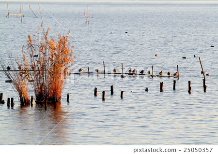 Morning of swamp Morning of swamp 25050357