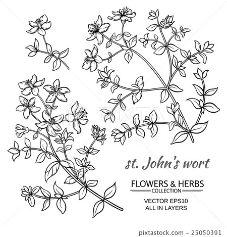 St. John's wort vector set 25050391