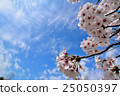Cherry Blossoms	 25050397