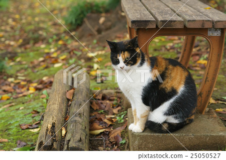 Cat Cat 25050527