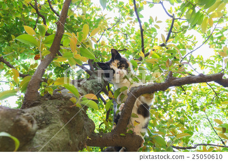 Cat Cat 25050610