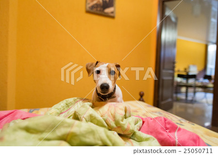 Little jack russell terrier on bed Little jack russell terrier on bed 25050711