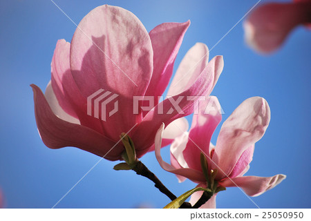Magnolia flower 25050950