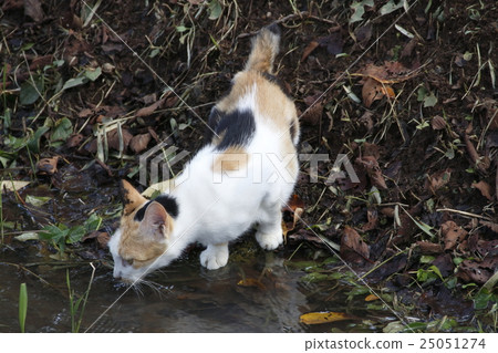 Stray cats drinking river water Stray cats drinking river water 25051274