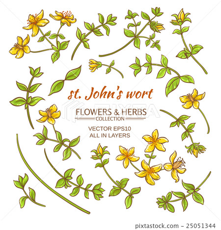 St.John's wort elements vector set St.John's wort elements vector set 25051344