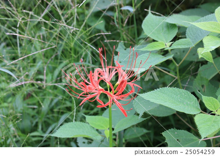 Higantarbana or pine needle Higantarbana or pine needle 25054259