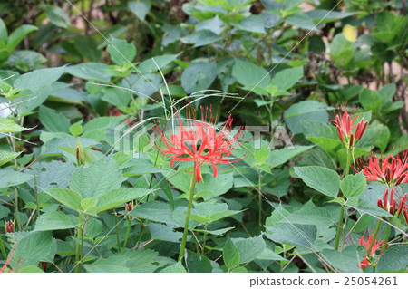 Higantarbana or pine needle Higantarbana or pine needle 25054261
