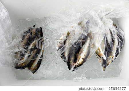 冷卻箱Ayu 冷卻箱Ayu 25054277