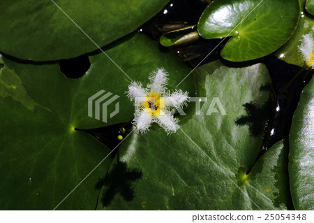 Gagabuta Gagabuta 25054348