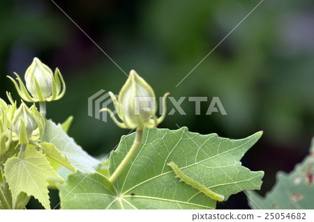 A caterpillar devouring the sweetfish A caterpillar devouring the sweetfish 25054682