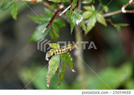 A caterpillar devouring the sweetfish A caterpillar devouring the sweetfish 25054688
