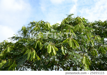 Fruit tree · Nemnoki fruit Fruit tree · Nemnoki fruit 25055115