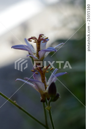 Taiwan Hototogisu / Taiwan Dusky Grass Taiwan Hototogisu / Taiwan Dusky Grass 25055160