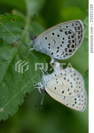 Yamato squirrel in mating · Yamato small butterfly 25055189
