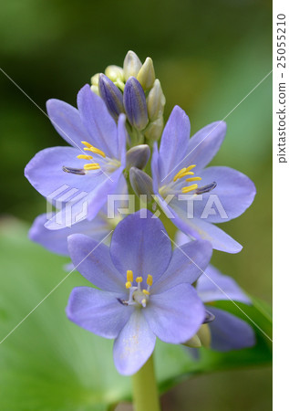 Mizuoi · Mizuho 25055210