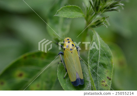 Tsunago lobby bamboo shoots 25055214