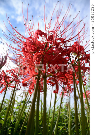 Higa buna which begins to bloom on clear sky · Higankishaka Higa buna which begins to bloom on clear sky · Higankishaka 25055259