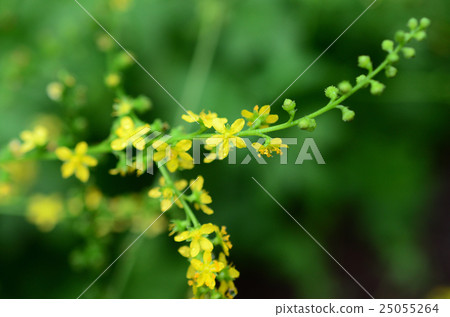 Kinmizuhiki·金水拉 25055264