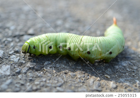 Larvae of shrimp gulls, sorghum mushrooms, moths. Green solids 25055315