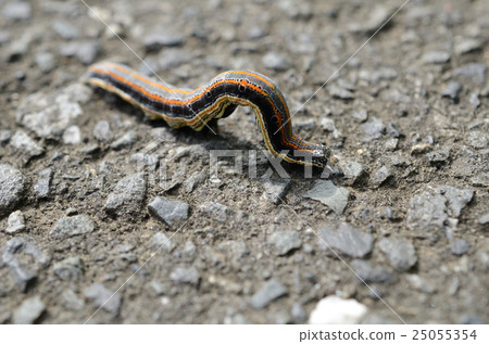 Nakagurochibaga · Nakuro decay moth larvae 25055354