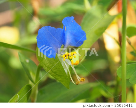 Flower of tunita 25055411