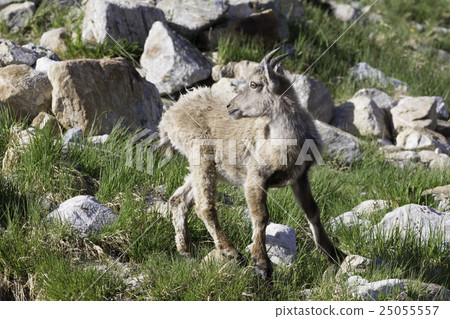 Passo Sella, Dolomite Mountains, Italy 25055557