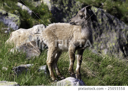 Passo Sella, Dolomite Mountains, Italy 25055558