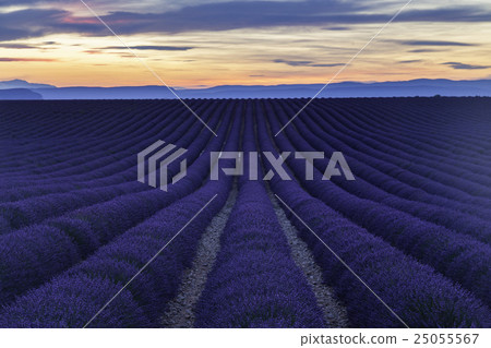 Passo Sella, Dolomite Mountains, Italy 25055567