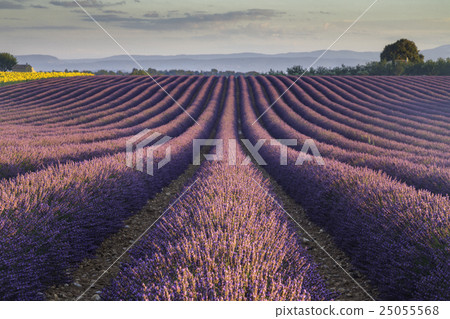 Passo Sella, Dolomite Mountains, Italy Passo Sella, Dolomite Mountains, Italy 25055568