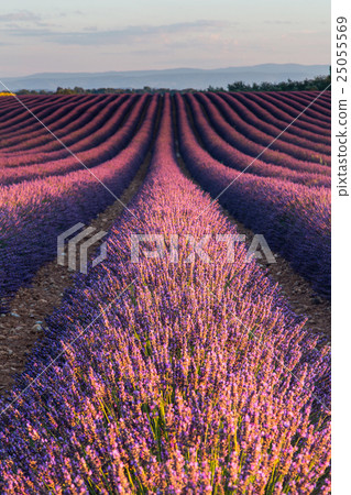 Passo Sella, Dolomite Mountains, Italy 25055569