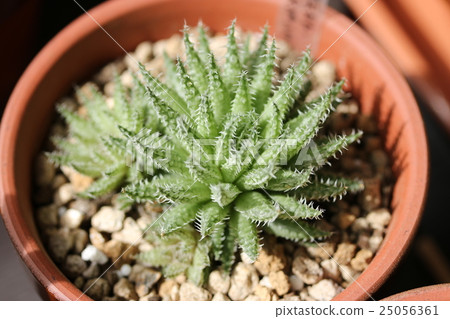 Haorthia / Herbasae · Bosfonten 25056361